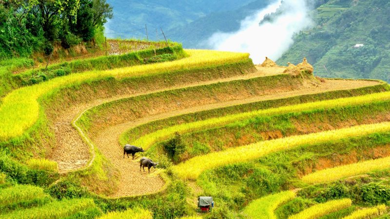 Restore & Reconnect: Vietnam Refined Wellness Retreat 9 days — Gallery image 13