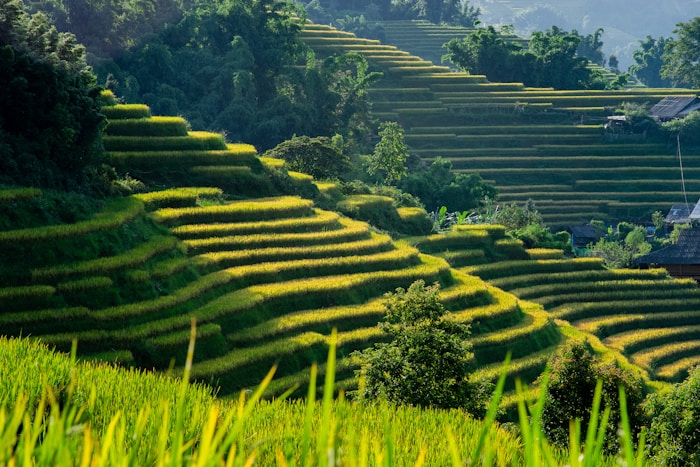 Traditional healing practices in the Vietnamese highlands